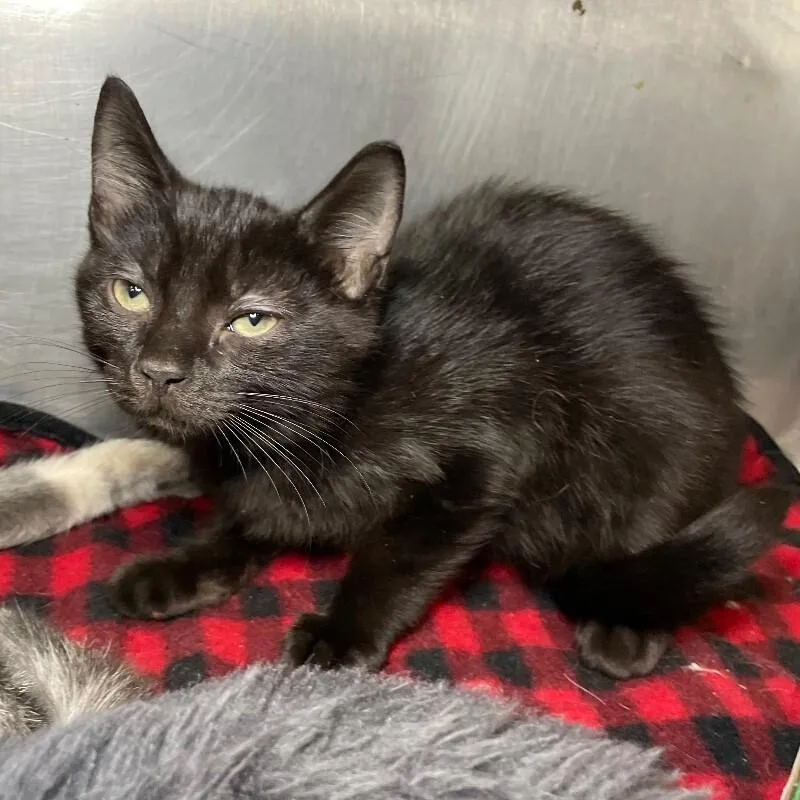 A young medium-sized male Domestic Short Hair cat named Dopey for adoption in Roanoke, VA
