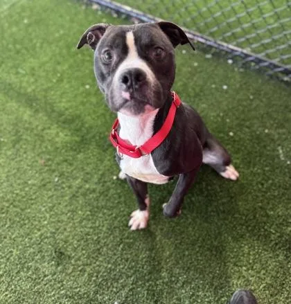 An adult large-sized male Mixed Breed dog named Junior for adoption in West Chester, PA