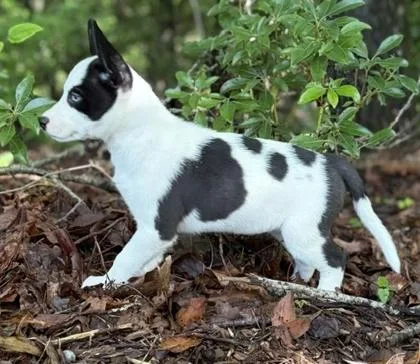 A baby medium-sized female Terrier dog named Perdita for adoption in Malvern, PA