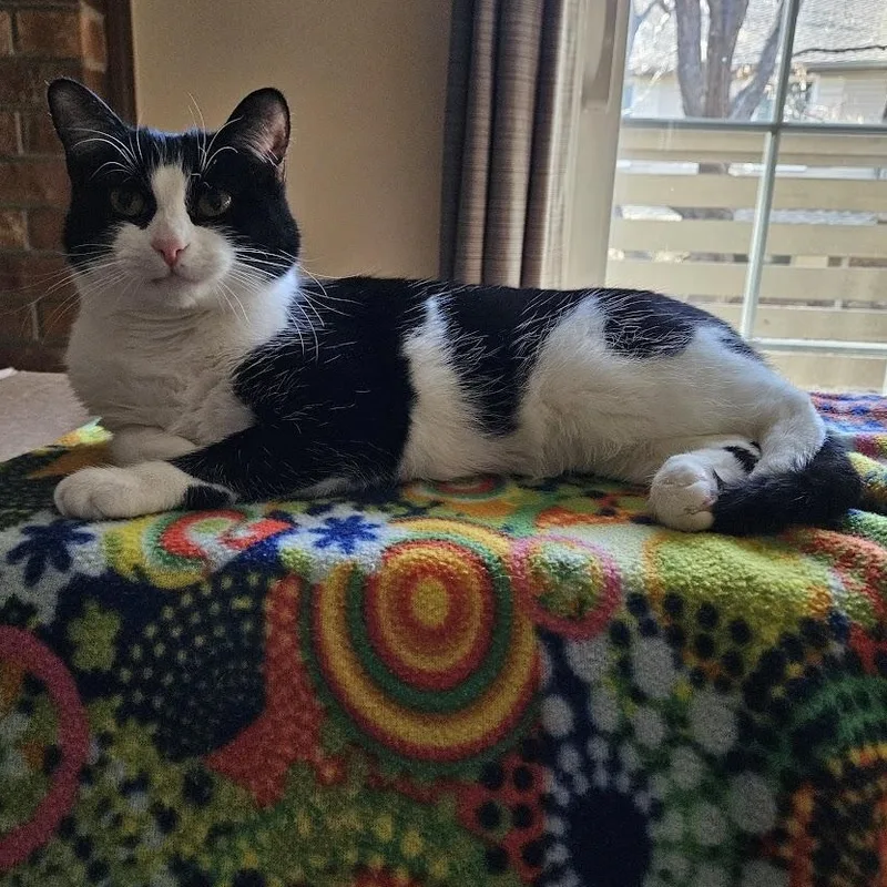 Laurel Kindred thumbnail 4