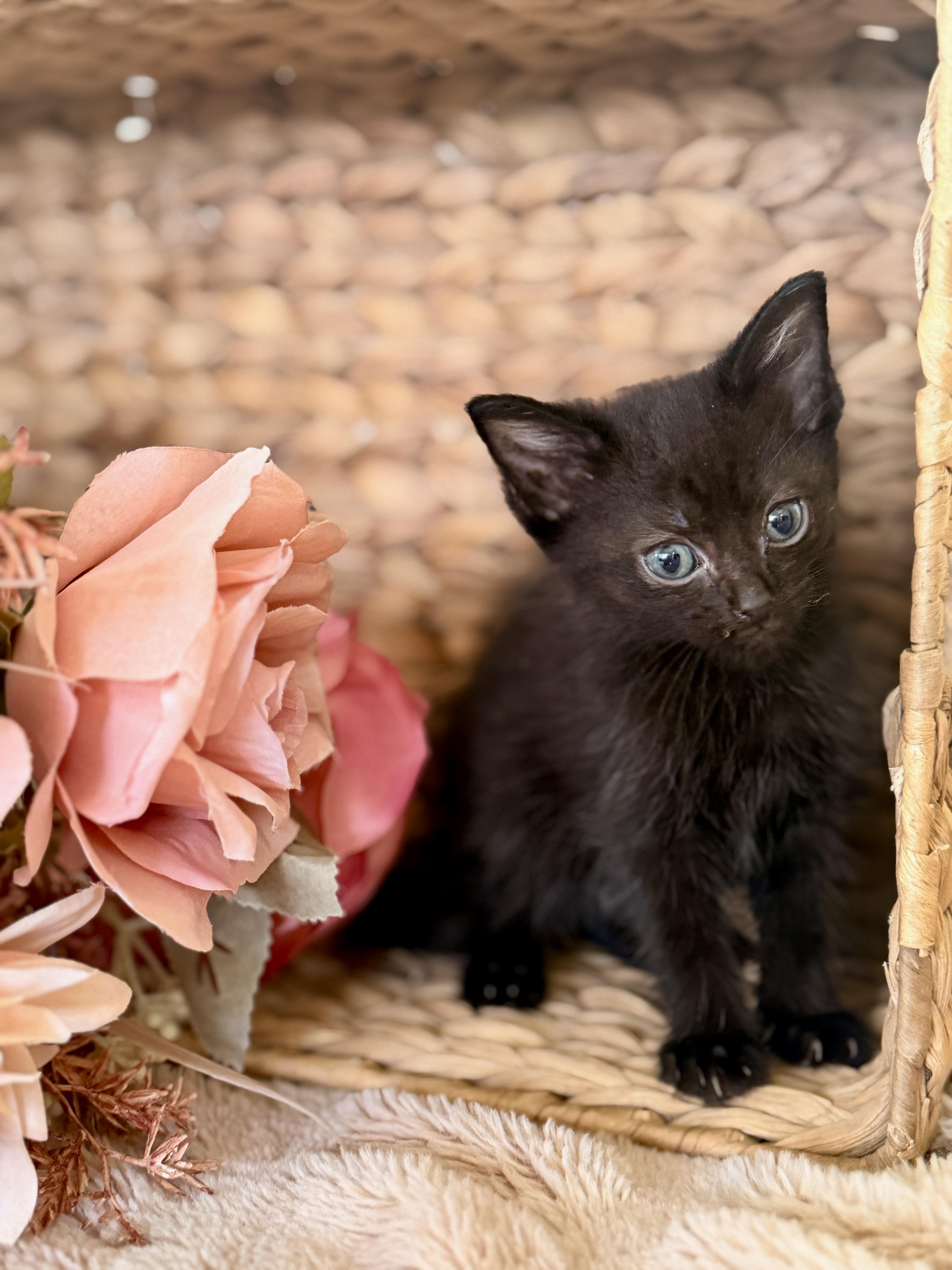 A baby medium-sized female Black Domestic Short Hair cat named Countessa for adoption in Gradyville, KY