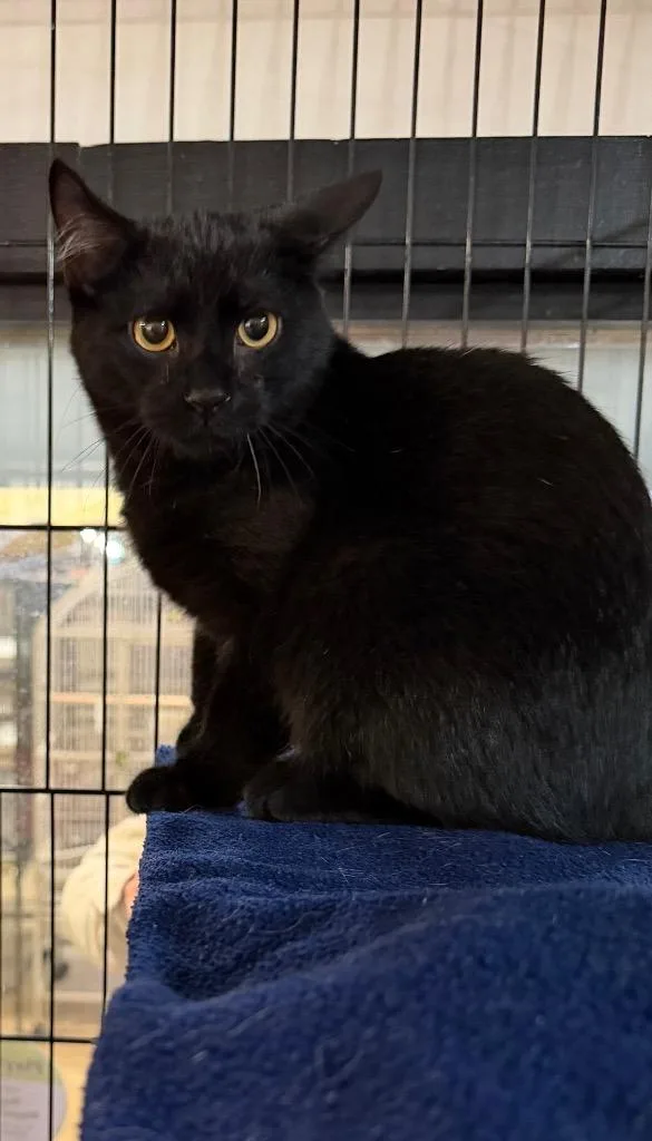 A baby medium-sized male Domestic Short Hair cat named Sage for adoption in Lancaster, PA