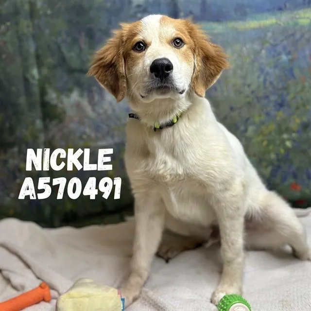 Nickle