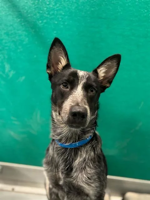 A young small-sized male Australian Shepherd dog named A for adoption in Visalia, CA