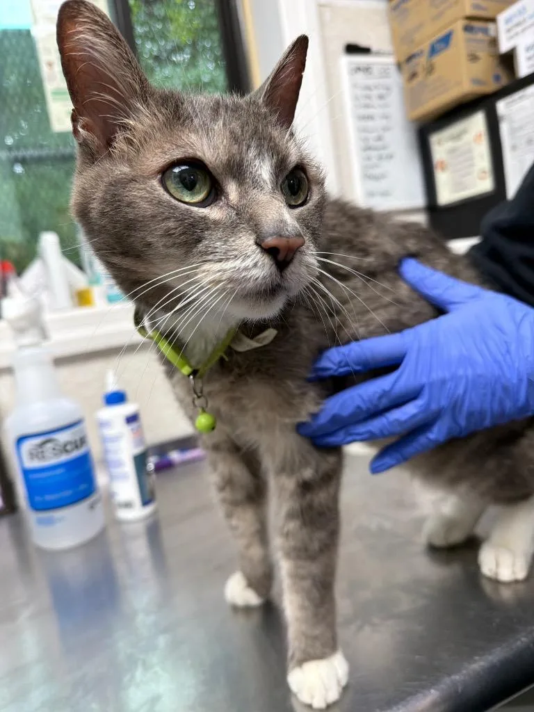A senior medium-sized male Domestic Short Hair cat named Dolo for adoption in Pomona, NY