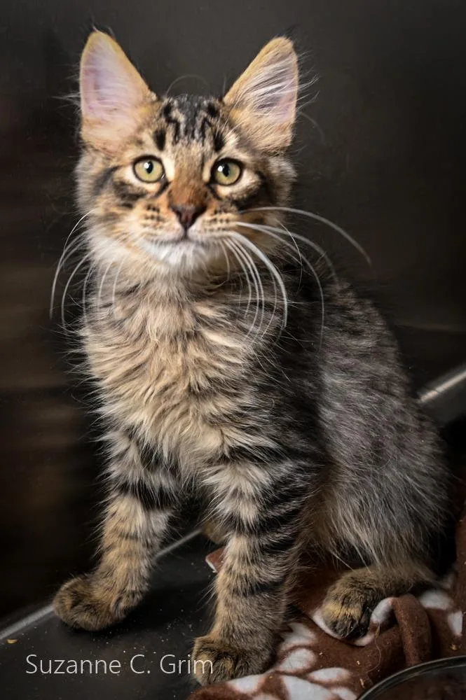 A baby medium-sized male Domestic Long Hair cat named Cipollini for adoption in New Orleans, LA