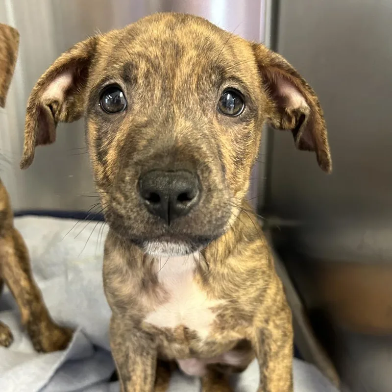 A baby medium-sized male Brindle Mixed Breed dog named Haymitch for adoption in Pensacola, FL
