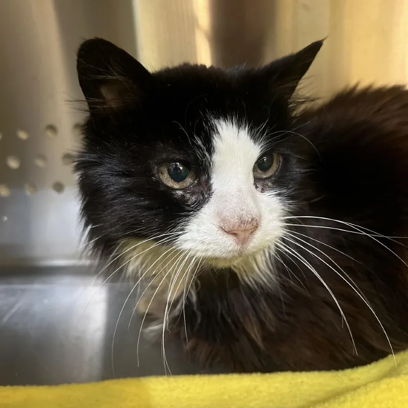 A senior small-sized female Black Domestic Long Hair cat named Strudel for adoption in Port Townsend, WA