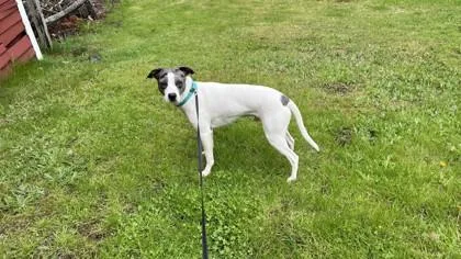 A young medium-sized male Mixed Breed dog named Chance for adoption in Westbrook, ME