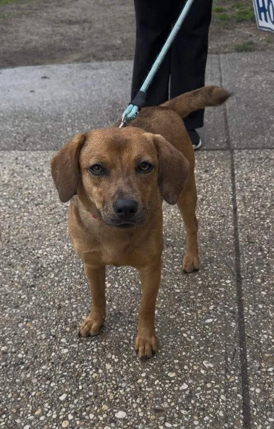 An adult medium-sized female Brown / Chocolate Beagle dog named Roxie for adoption in Wantagh, NY