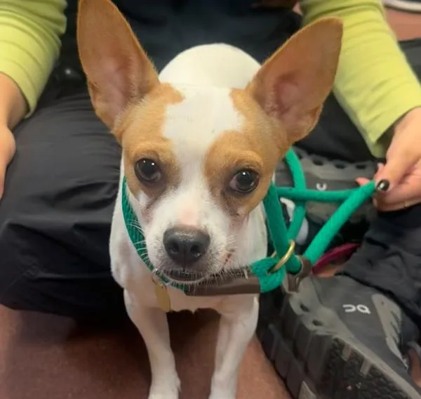 An adult small-sized male Chihuahua dog named Chappie for adoption in Oakland, CA