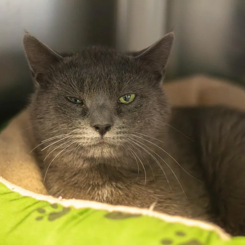 An adult medium-sized male Gray / Blue / Silver Domestic Short Hair cat named Hamburger for adoption in Wilmington, DE