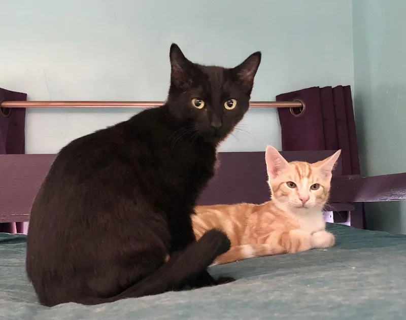 Midnight thumbnail 2