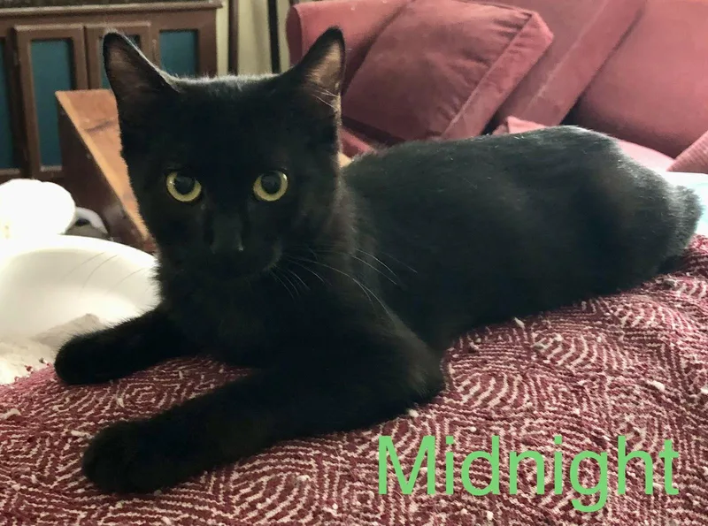 Midnight thumbnail 3