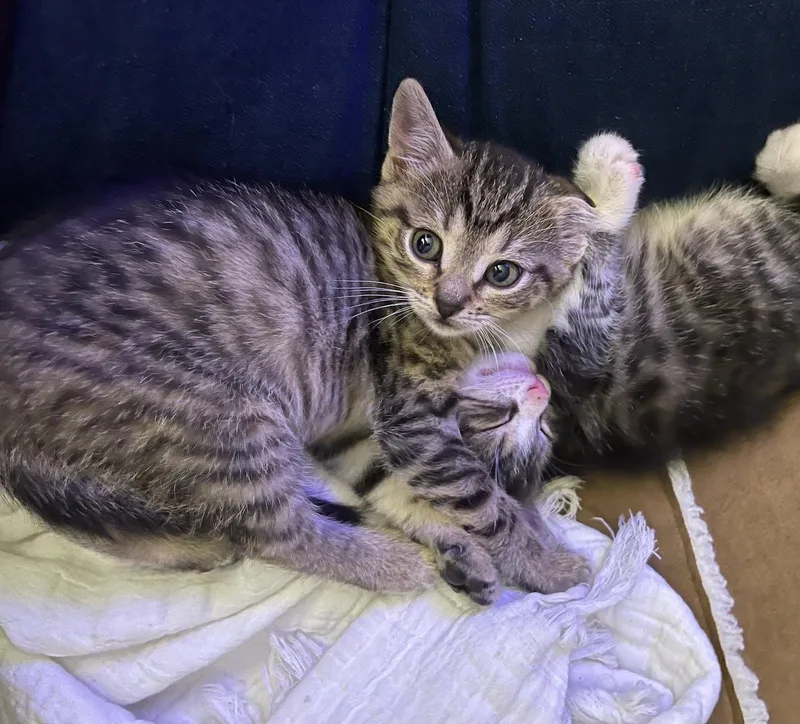 A baby medium-sized female Tabby (Brown / Chocolate) Domestic Short Hair cat named Bonnie for adoption in Hudson, NY