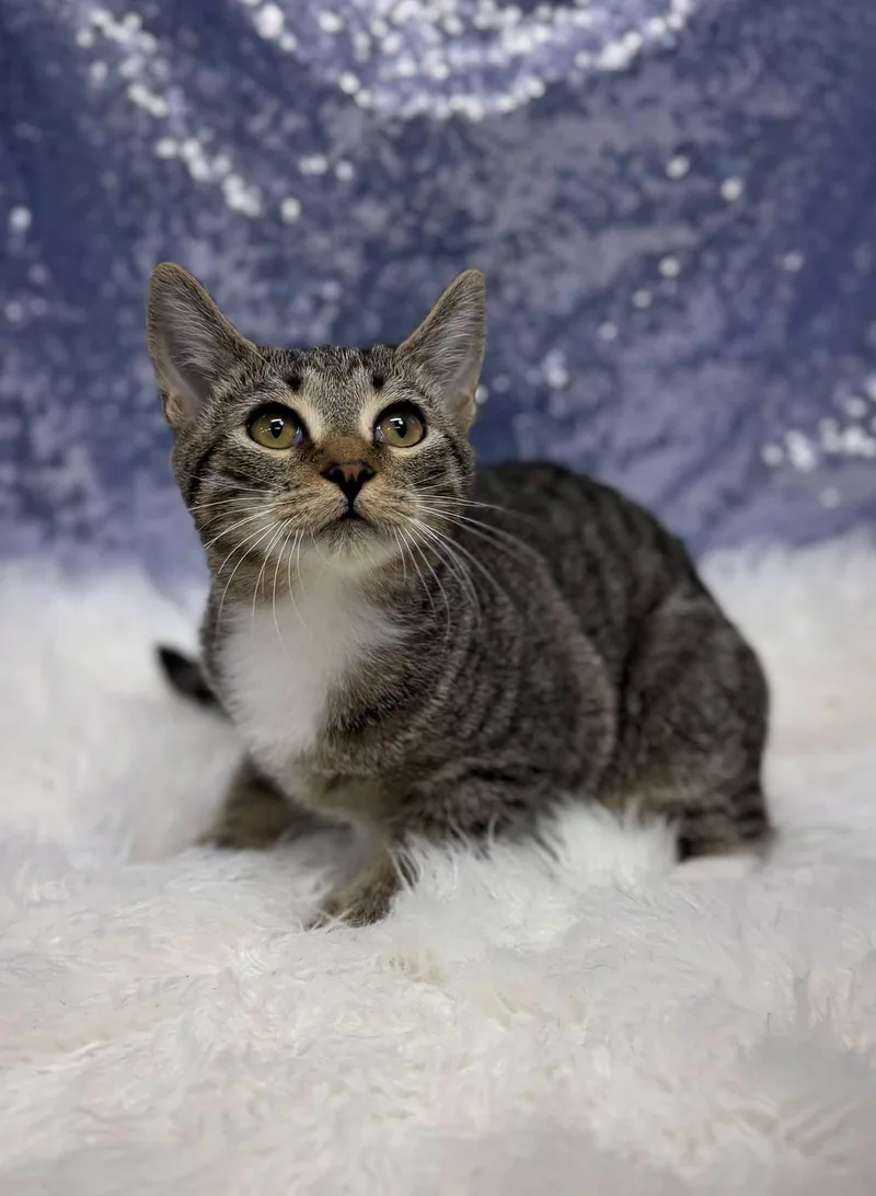 A young medium-sized male Domestic Short Hair cat named Sammy for adoption in Clarkesville, GA