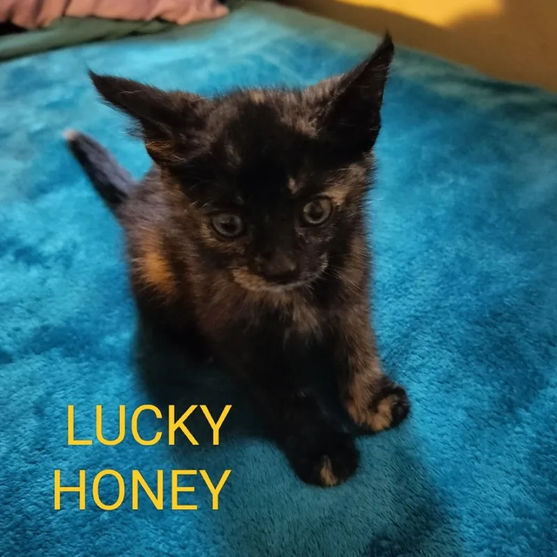 A baby small-sized female Tortoiseshell Domestic Short Hair cat named Lucky Honey for adoption in Westminster, CA
