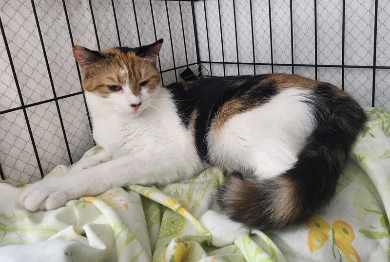 A young medium-sized female Domestic Short Hair cat named Mermaid for adoption in Crossville, TN
