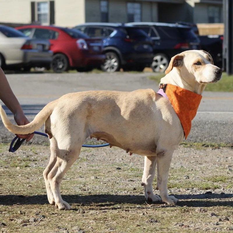 An adult medium-sized female Yellow / Tan / Blond / Fawn Labrador Retriever dog named Prada for adoption in Columbia, SC
