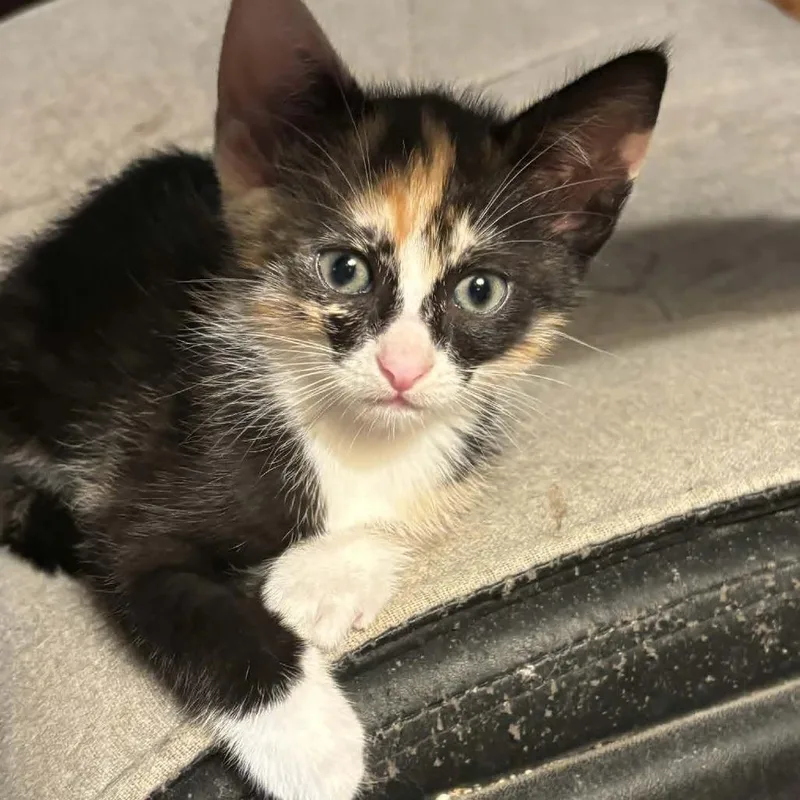 A baby small-sized female Tortoiseshell Domestic Short Hair cat named Plum for adoption in Fayetteville, GA