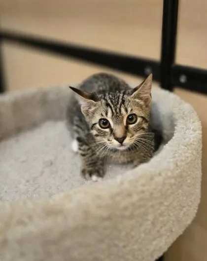 A young small-sized male Domestic Short Hair cat named a Mattie PetSmart West for adoption in North Charleston, SC