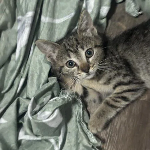 A baby small-sized female Tabby (Brown / Chocolate) Domestic Short Hair cat named Mini  Mazzy for adoption in Tampa, FL