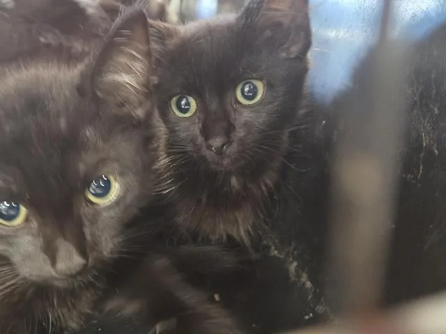 A baby small-sized male Domestic Short Hair cat named Steve Urkel for adoption in Louisville, KY