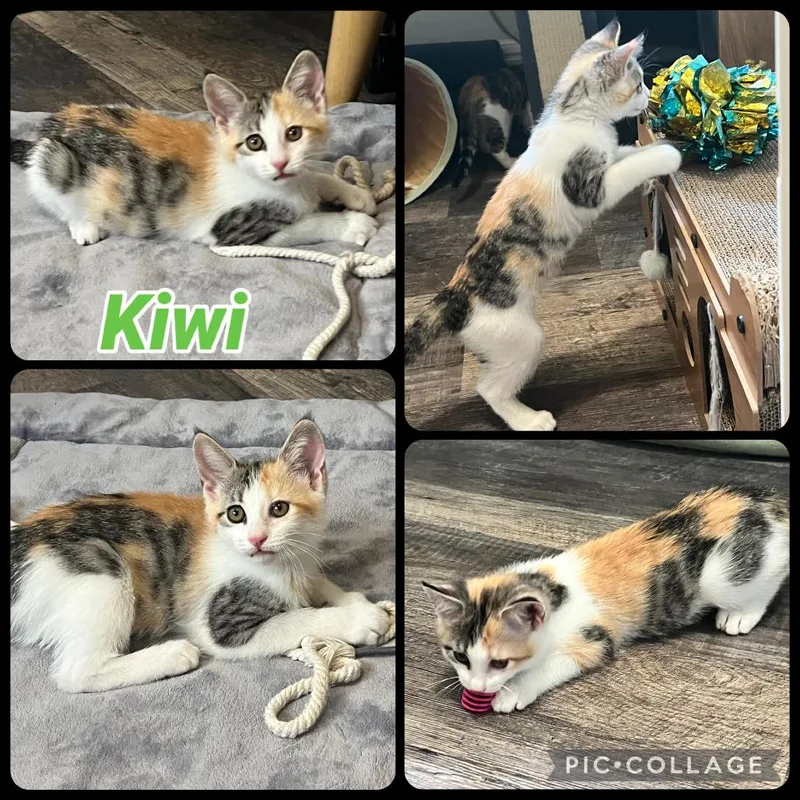 A baby small-sized female Calico Domestic Short Hair cat named Kiwi for adoption in Orangevale, CA