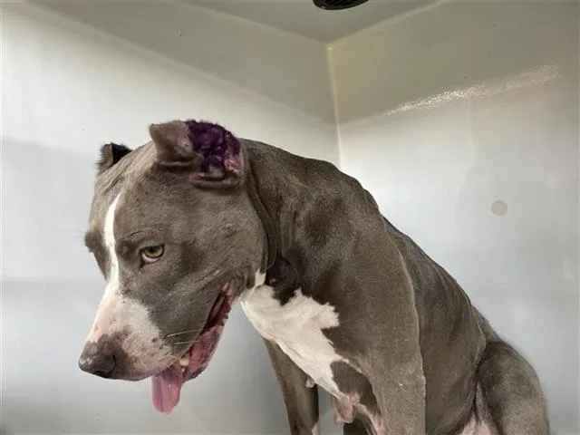 An adult medium-sized female Pit Bull Terrier dog named A for adoption in Houston, TX