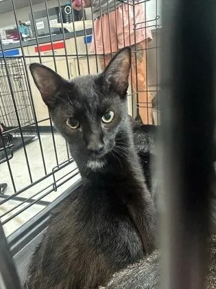 A young small-sized female Domestic Short Hair cat named Elphaba for adoption in Savannah, GA
