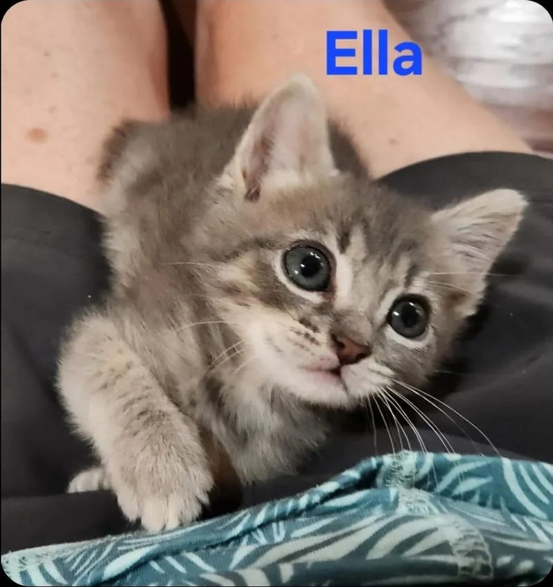A baby small-sized female Domestic Short Hair cat named Ella for adoption in San Jacinto, CA