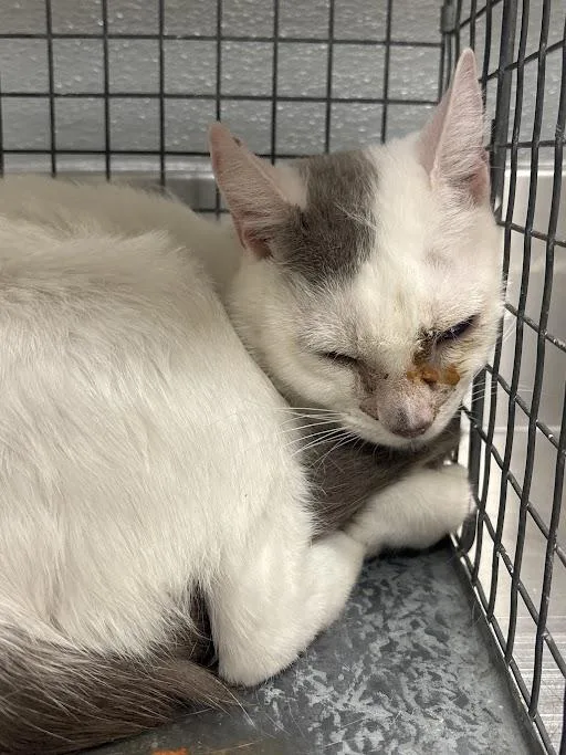 A young medium-sized female Domestic Short Hair cat named Tiddly Winks for adoption in Las Vegas, NV