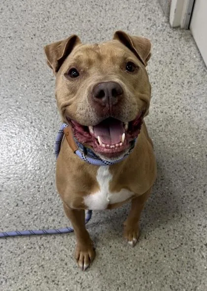 An adult medium-sized male Pit Bull Terrier dog named Riley for adoption in Fishers, IN