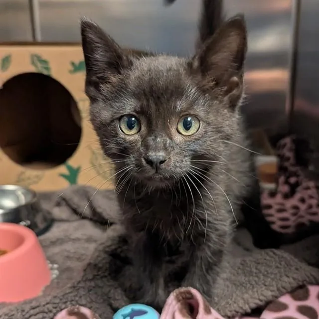 A baby small-sized male Domestic Short Hair cat named Salem for adoption in Olivette, MO