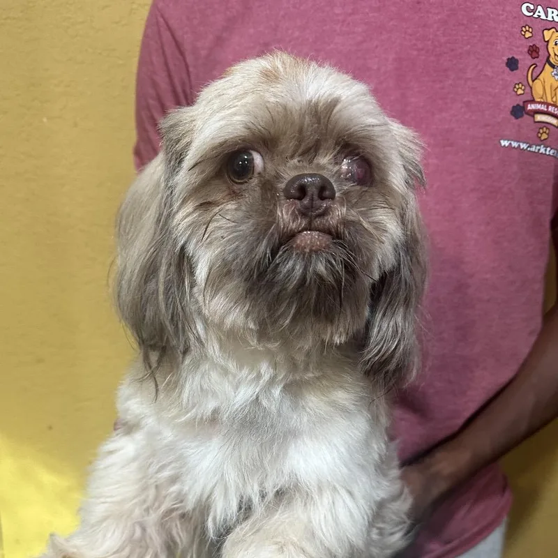 An adult small-sized male Shih Tzu dog named Hops Local November for adoption in Brookshire, TX
