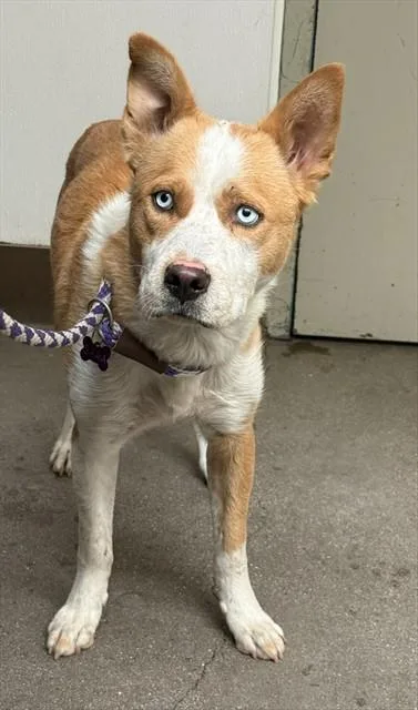 An adult medium-sized female Australian Cattle Dog / Blue Heeler dog named Maeve for adoption in Tucson, AZ