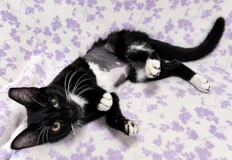 A baby medium-sized female Black & White / Tuxedo Domestic Short Hair cat named Minerva for adoption in Oviedo, FL
