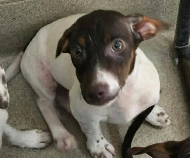 A baby medium-sized male Pointer dog named Bentley for adoption in Holbrook, NY