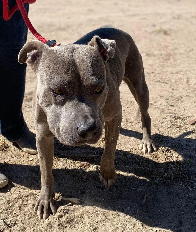 An adult medium-sized female Gray / Blue / Silver American Bully dog named Meera for adoption in Ventura, CA