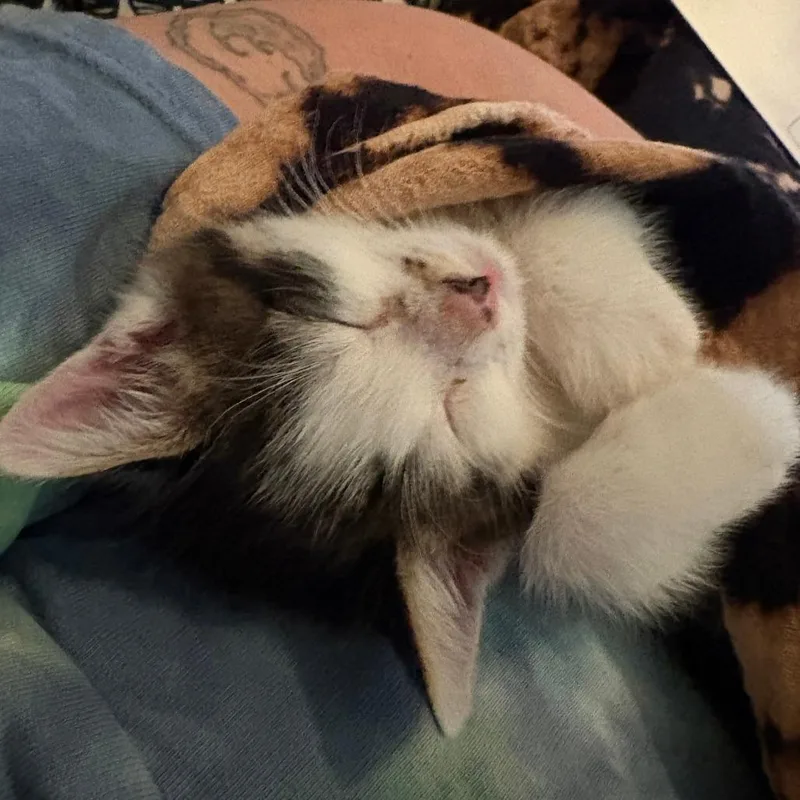 A baby small-sized male Brown / Chocolate Domestic Short Hair cat named Remy for adoption in York, PA