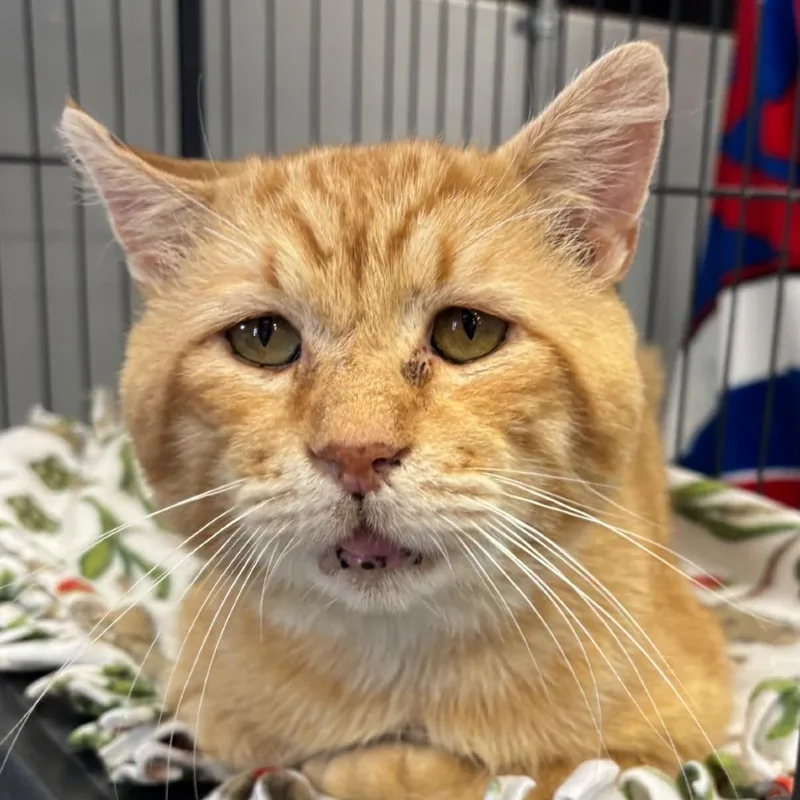 A senior large-sized male Orange / Red Domestic Short Hair cat named Roger Ray for adoption in Hamburg, NY