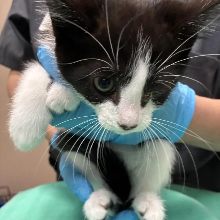 A baby small-sized male Black Domestic Short Hair cat named Jack for adoption in Tacoma, WA