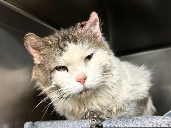 A senior medium-sized male Domestic Medium Hair cat named Picnic Basket for adoption in New York, NY