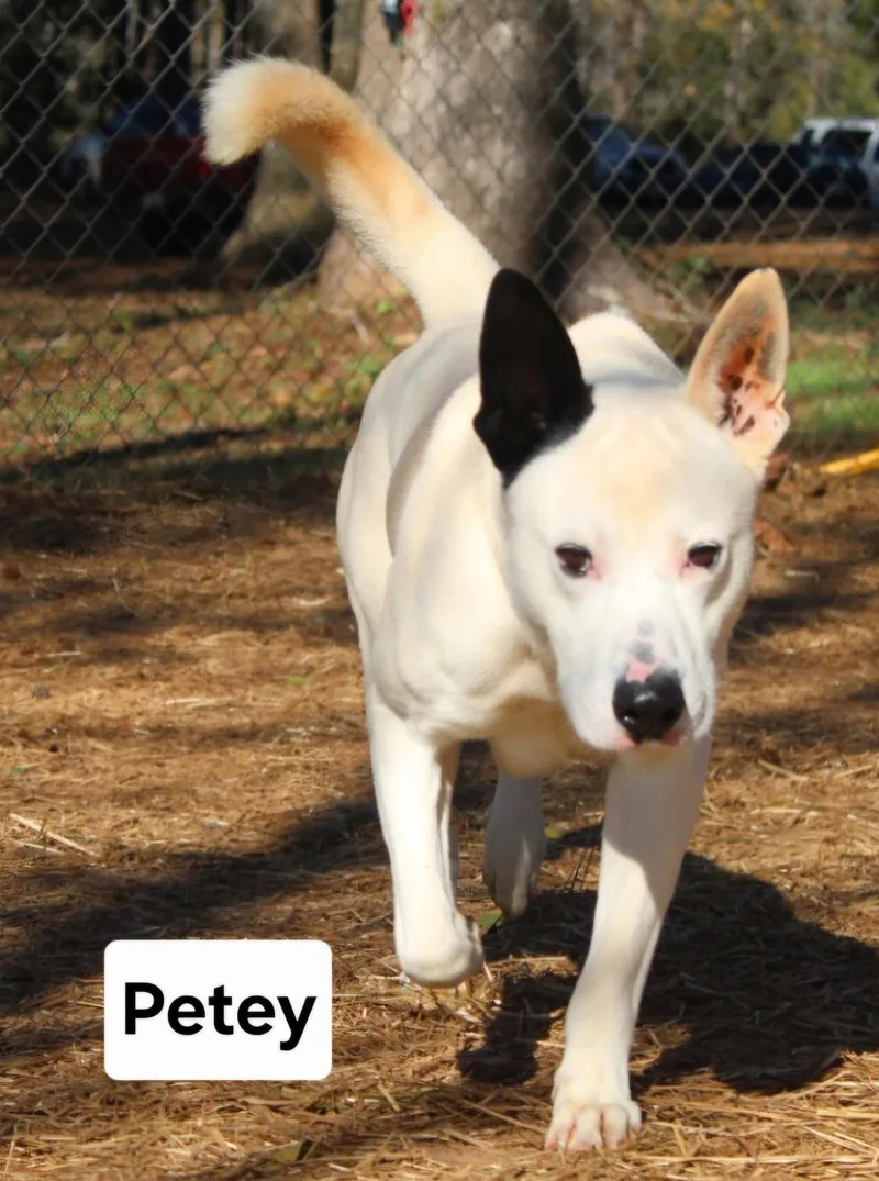 An adult large-sized male Shepherd dog named Petey Dixon for adoption in Rockaway, NJ