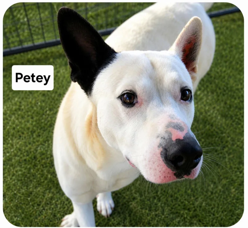 Petey Dixon thumbnail 2