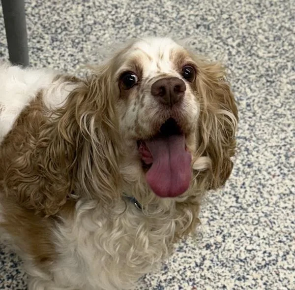 An adult medium-sized female Cocker Spaniel dog named Penny for adoption in Golden, CO