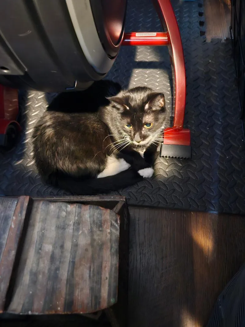 Buzz Cat  "needs thumbnail 2