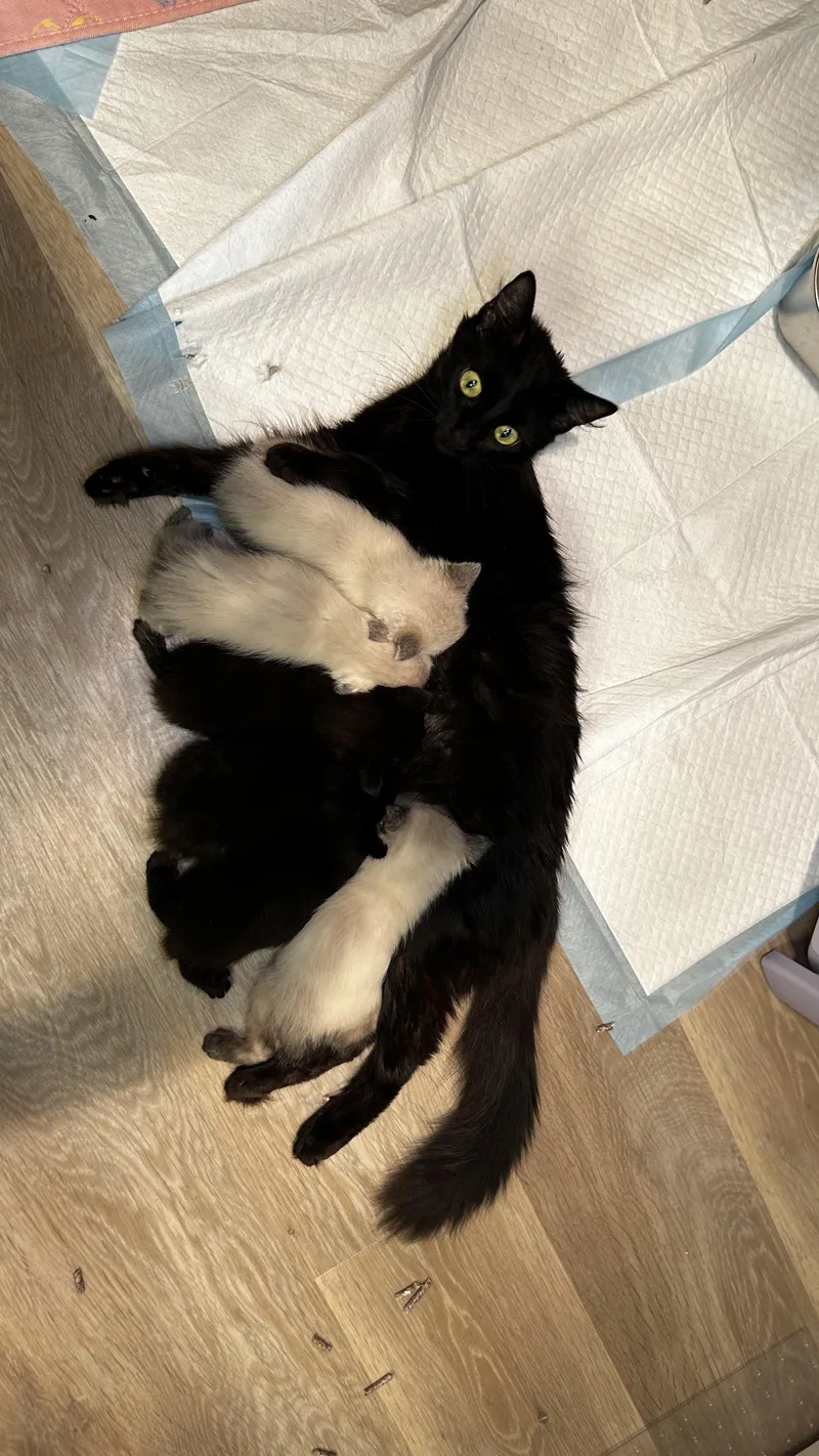 A baby medium-sized male Black Domestic Short Hair cat named Mox for adoption in Portland, OR