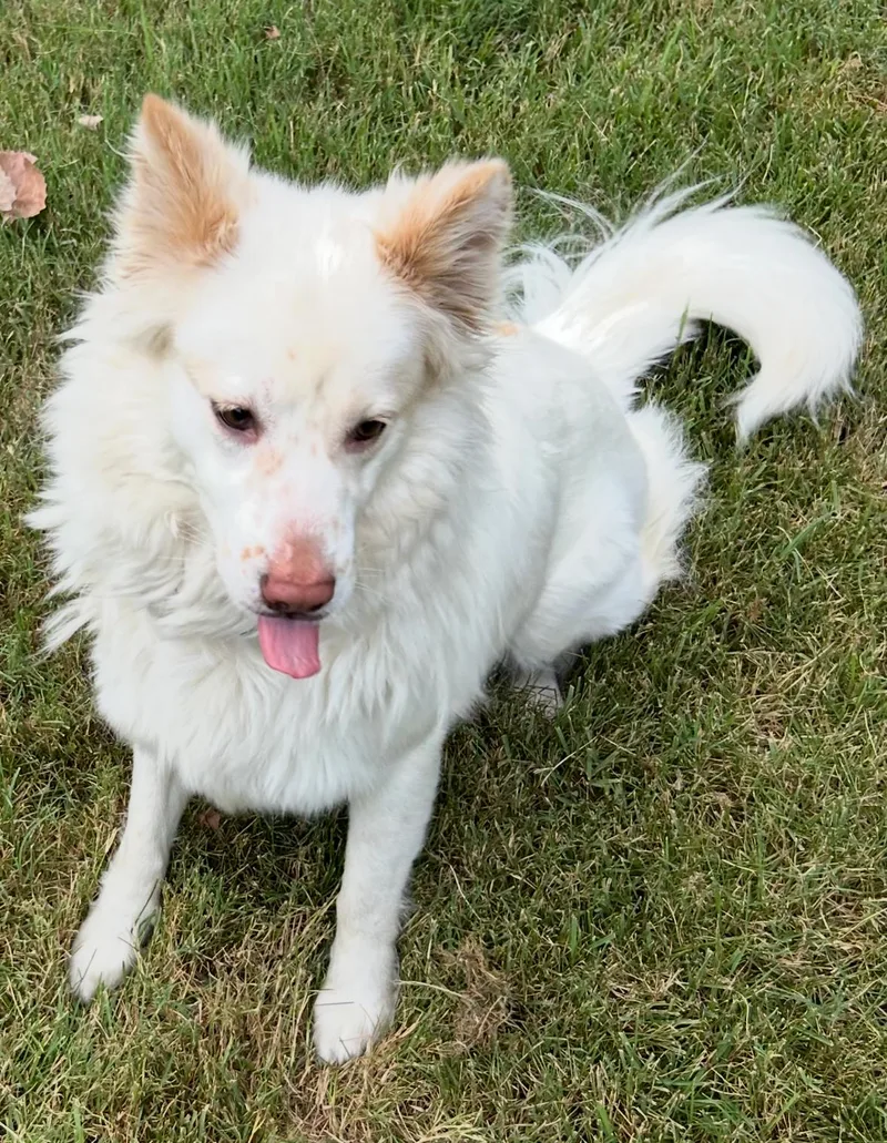 A young medium-sized female Siberian Husky dog named Snow Lily for adoption in Houston, TX