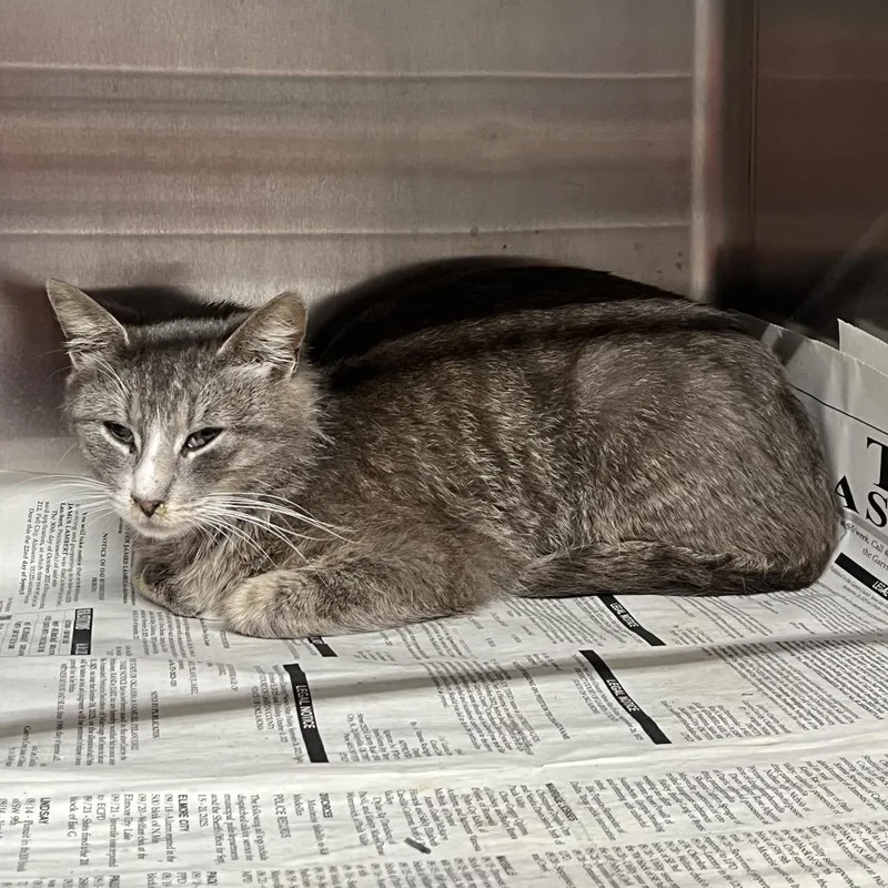 An adult medium-sized female Gray / Blue / Silver Domestic Short Hair cat named Lina for adoption in Pauls Valley, OK